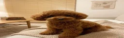 Poedel Toy honden te koop: Toy Poedel pups - Advertentie 4