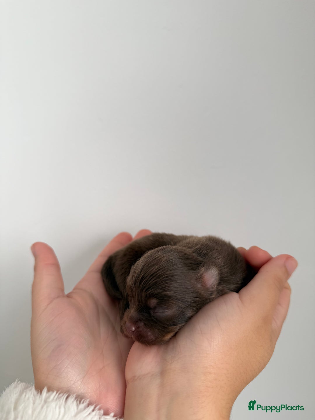 Chihuahua honden te koop: Chihuahuas pups - Advertentie 14