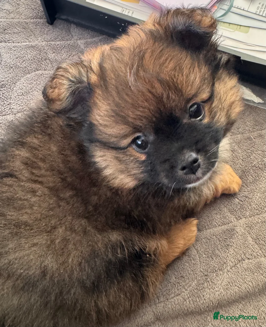 Kruising honden te koop: Pomeriaan mix puppy’s in Maastricht - Advertentie 1