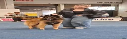 Tervuerense Herder honden ter dekking: Beschikbaar voor Dekking - Advertentie 2