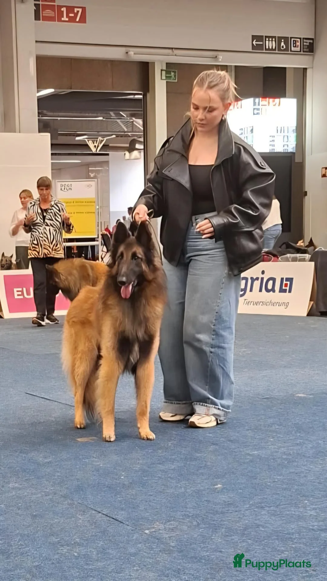 Tervuerense Herder honden ter dekking: Beschikbaar voor Dekking - Advertentie 2