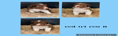 Australian Shepherd 11