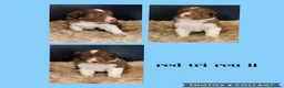 Australian Shepherd honden te koop: Mooie Australian Shepherd pups - Advertentie 23