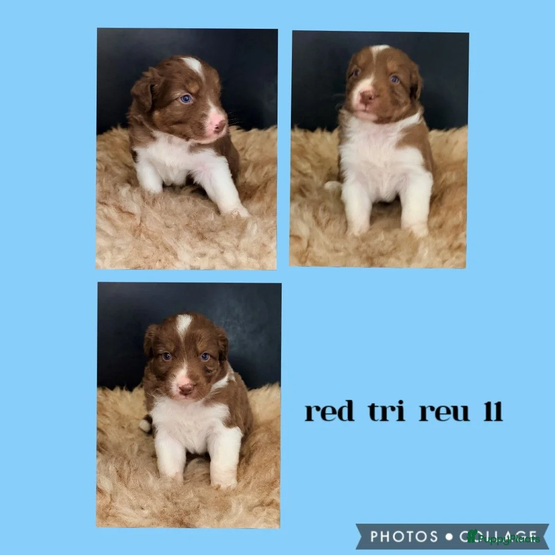 Australian Shepherd honden te koop: Mooie Australian Shepherd pups - Advertentie 23