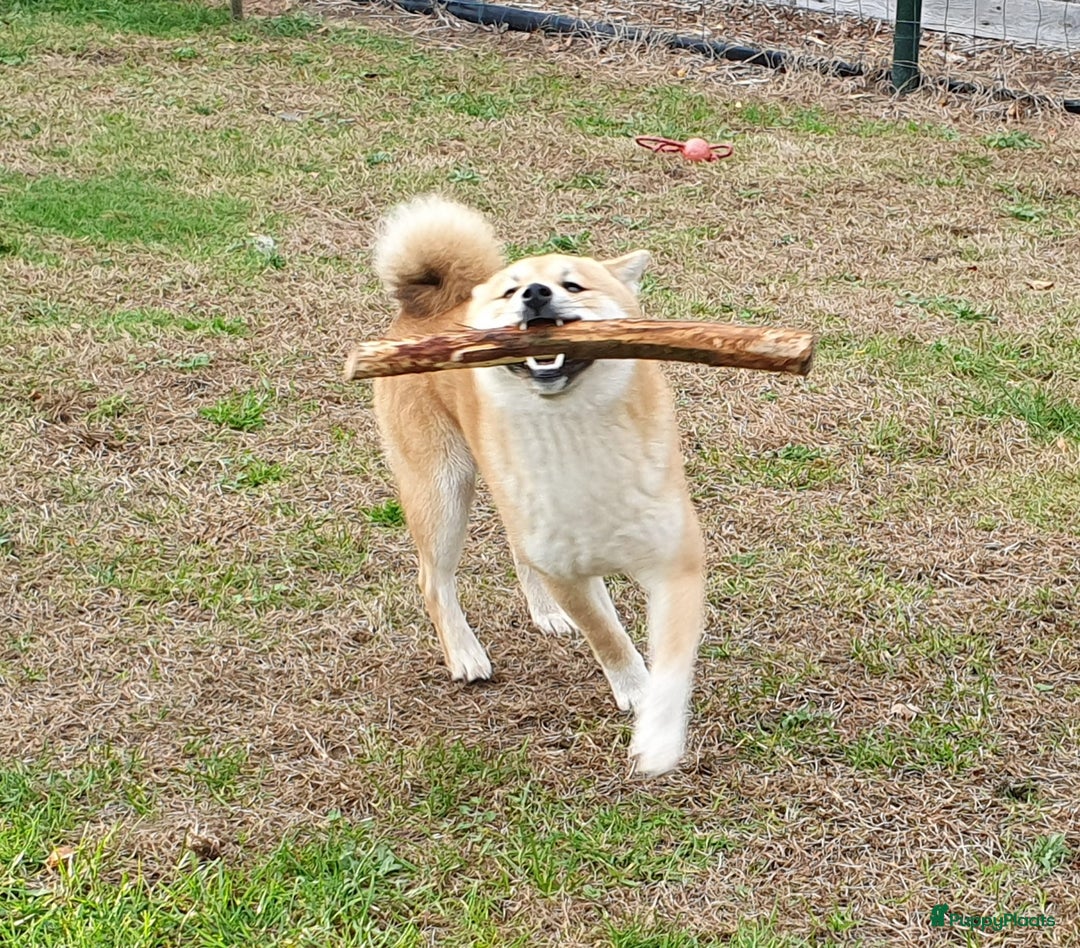 Shiba honden te koop: Shiba Inu pups beschikbaar  - Advertentie 12