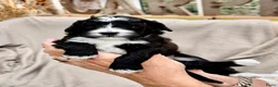 Kruising honden te koop: Mini Doodle pups – parels op zoek naar jouw hart!  - Advertentie 2