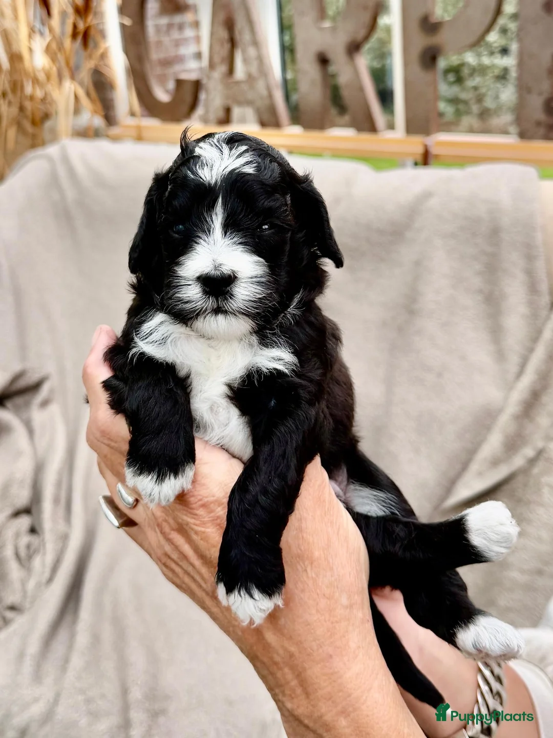 Kruising honden te koop: Mini Doodle pups – parels op zoek naar jouw hart!  - Advertentie 2
