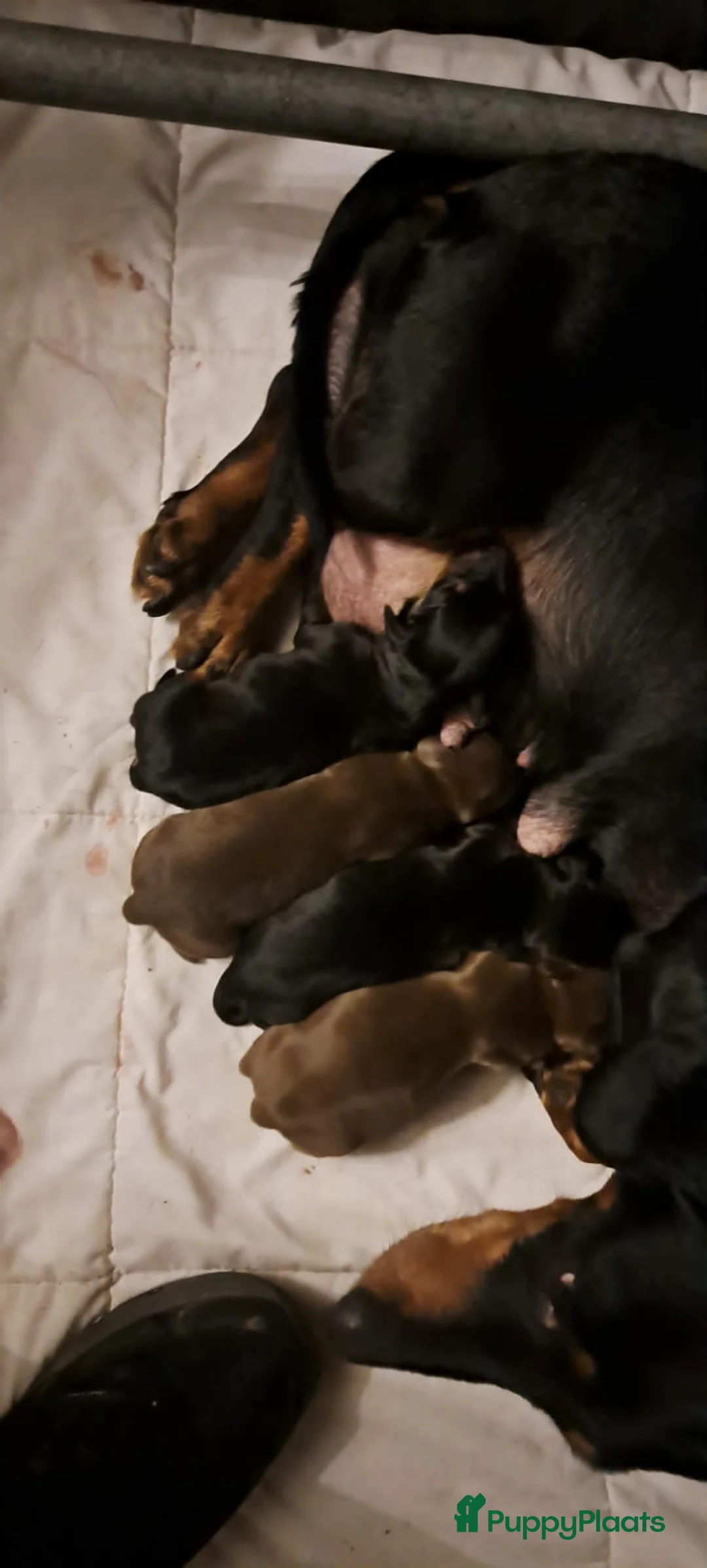 Teckel (korthaar)  honden te koop: Prachtige en lieve kortharige teckelpups. Teckel  - Advertentie 12