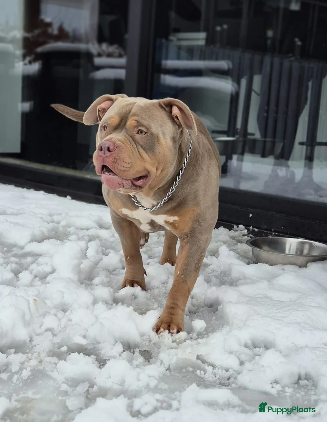 Amerikaanse Bully honden te koop: 🐾 American Bully XL pups verwacht zomer 2026 🐾 - Advertentie 7