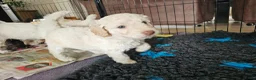 Kruising honden te koop: Wit medium doodle teefje!! - Advertentie 20