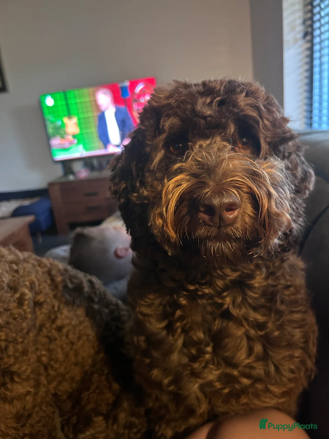 Australian Labradoodle honden te koop: Medium Cobberdog/Australian Labradoodle nestaank - Advertentie 8