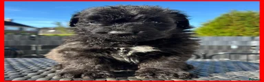 Bouvier des Flandres rood