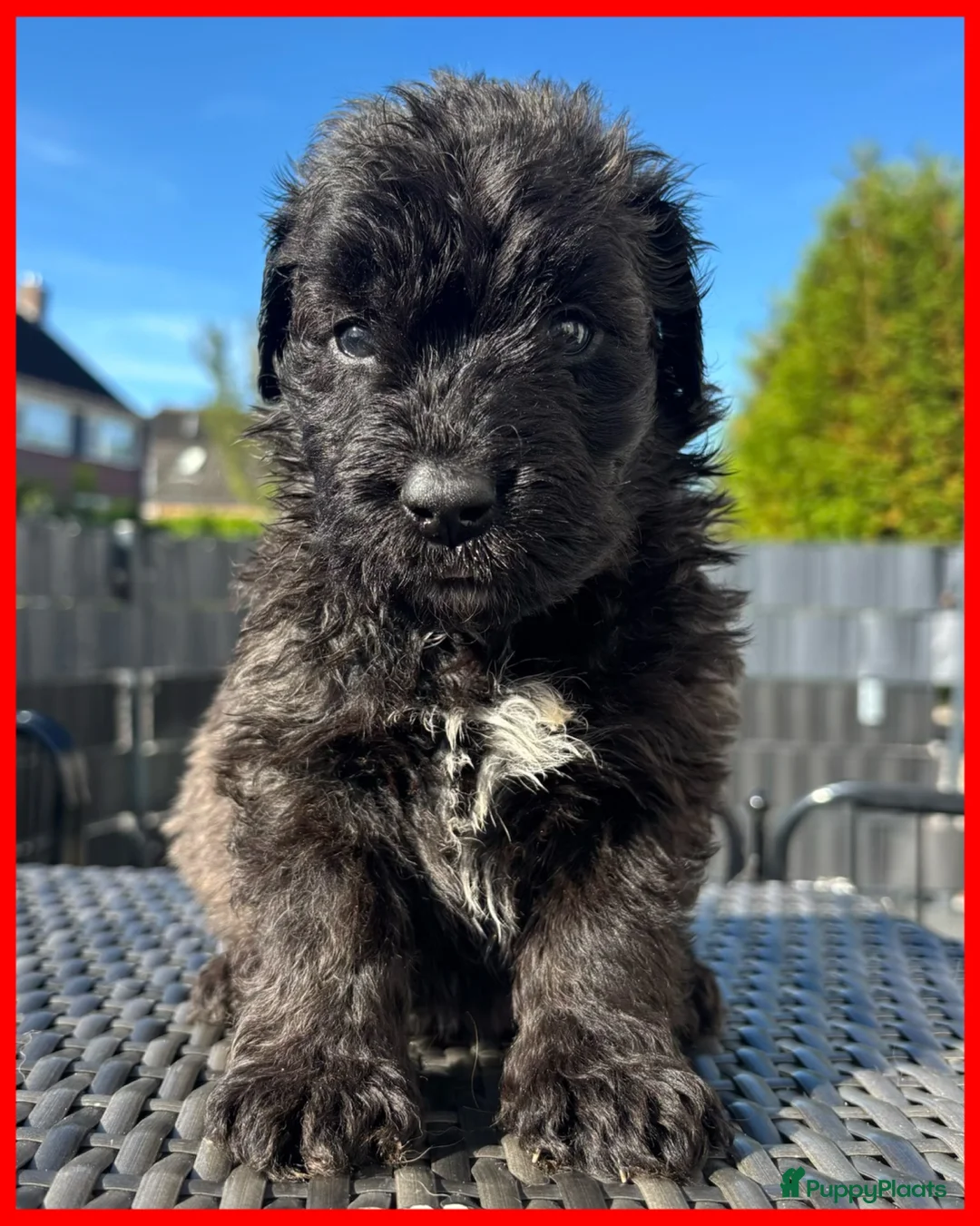 Bouvier des Flandres honden te koop: 4 bouvier reutjes beschikbaar  - Advertentie 2
