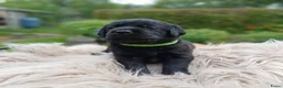 Labrador Retriever honden te koop: Hallo Labrador liefhebber  - Advertentie 8