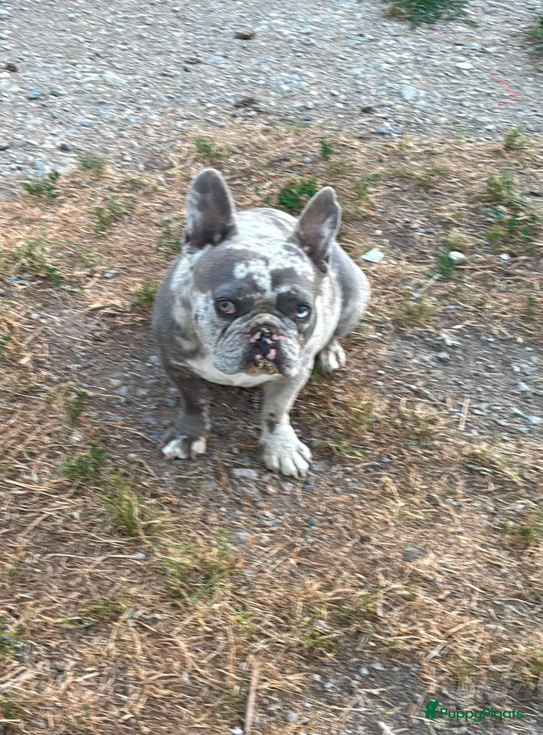 Franse Bulldog honden te koop: Franse Bulldog pups blauw merle crème bont isabel - Advertentie 1