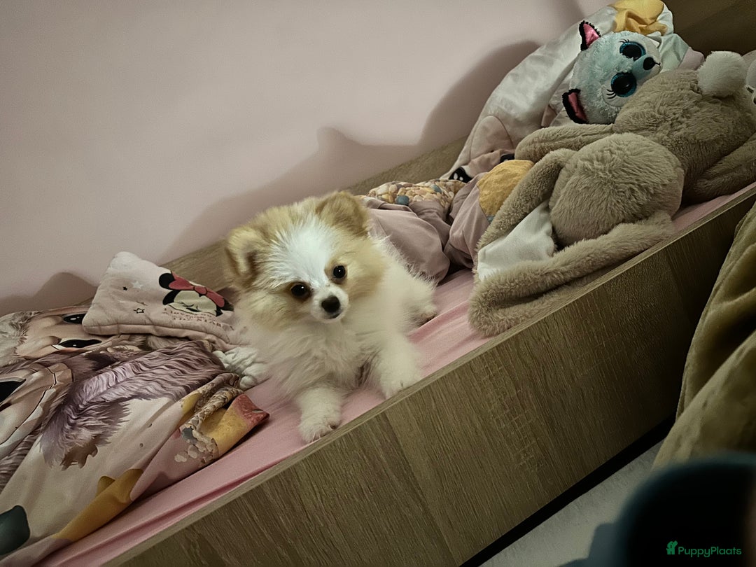 Pomeriaan honden te koop: Mini pomeranian pomeriaan teefje volledig ingeent - Advertentie 10