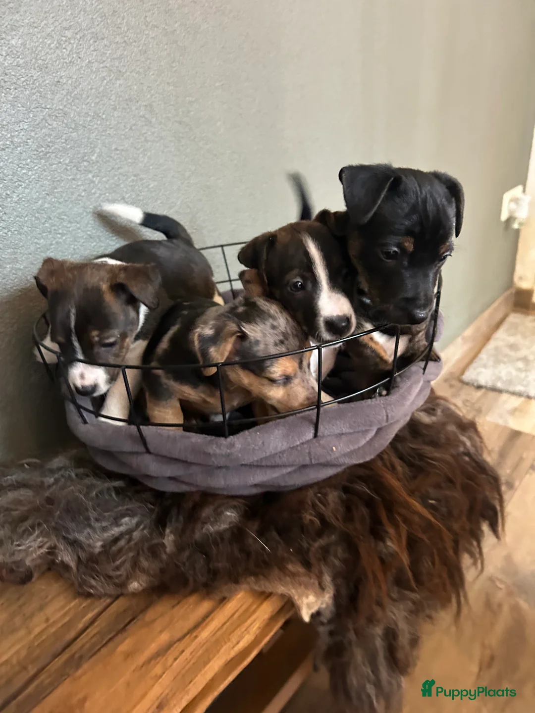 Jack Russel Terriër honden te koop: 4 mooie Jack Russell reutjes - Advertentie 17