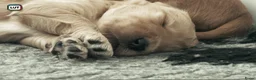 Goldendoodle honden te koop: Standaard goldendoodle pups fleece vacht - Advertentie 8