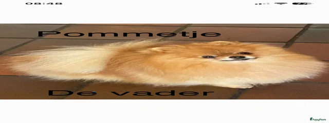 Pommetje