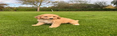 Labradoodle 6