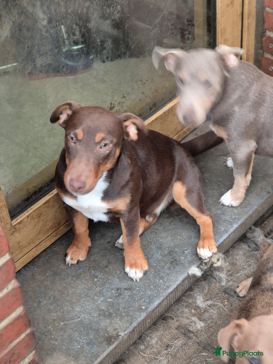 Jack Russel Terriër honden te koop: Jack russel mannetjes - Advertentie 5