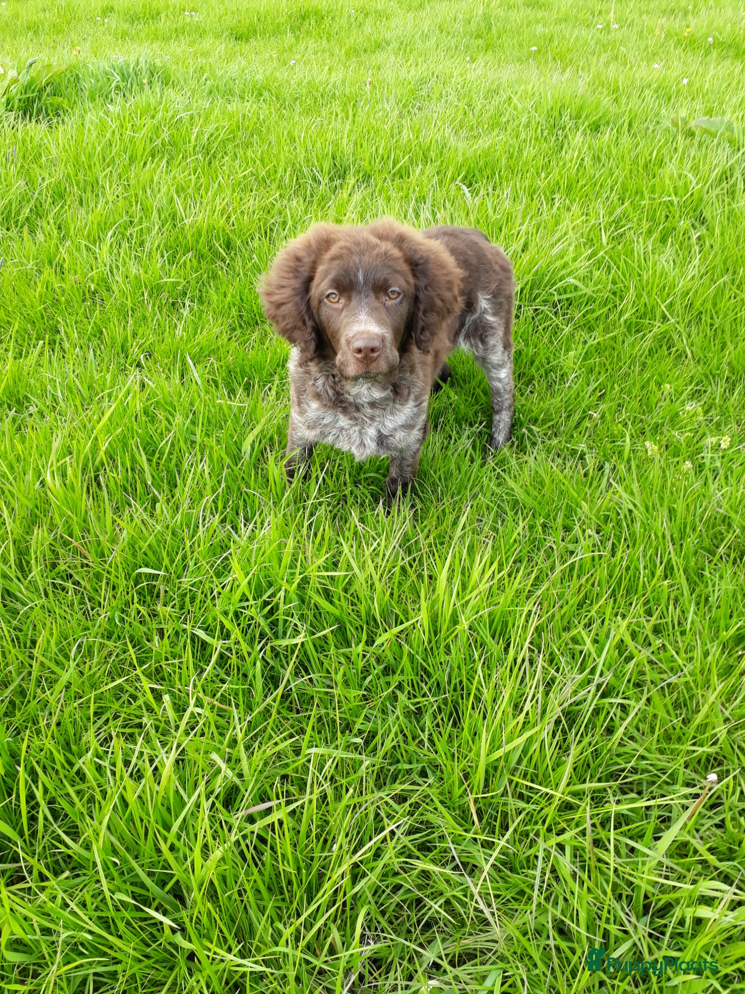 Friese Stabij honden Bruinschimmel Friese stabij pups: teefje en reutje - Advertentie 10
