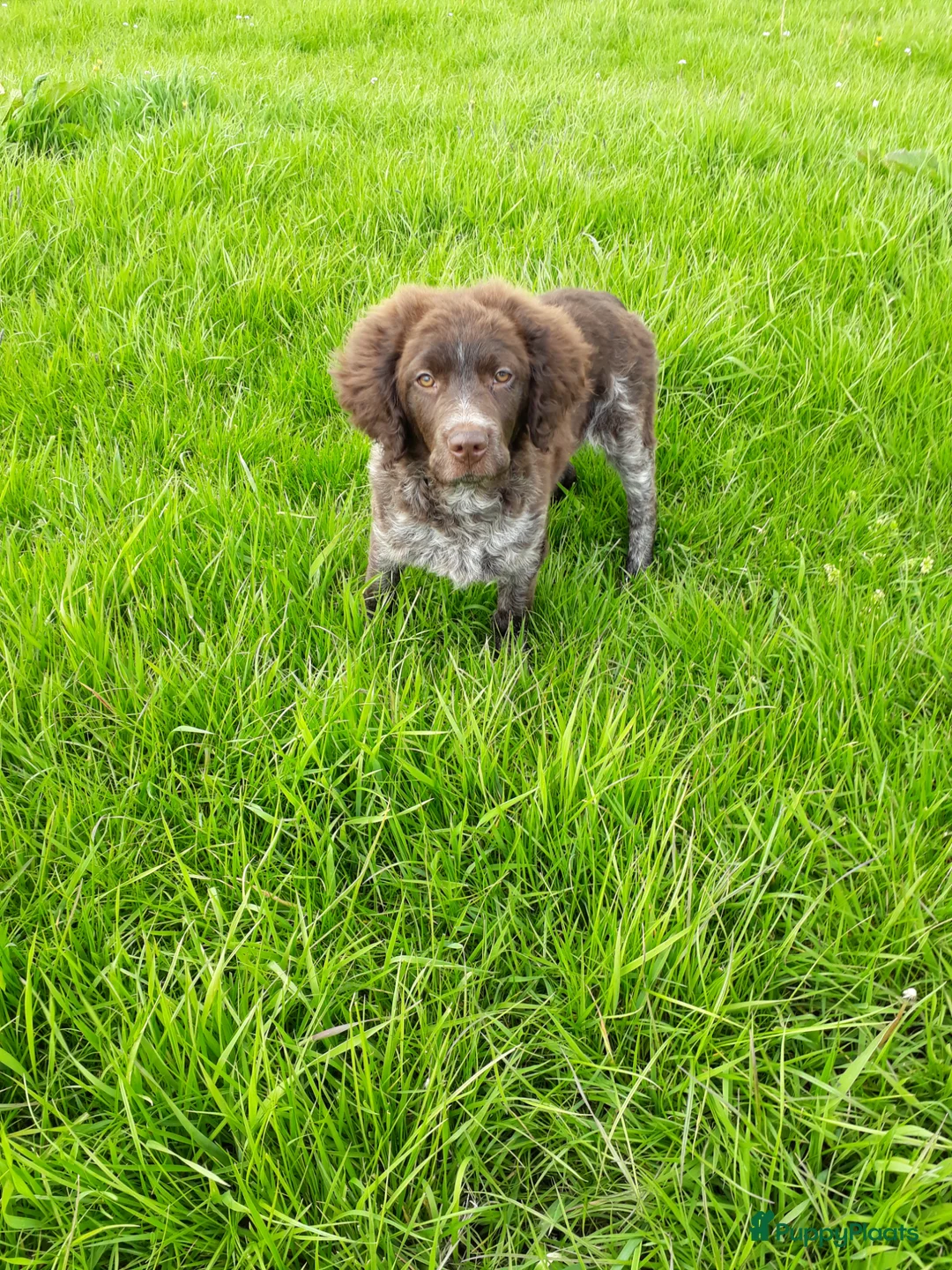 Friese Stabij honden te koop: Bruinschimmel Friese stabij pups: teefje en reutje - Advertentie 1