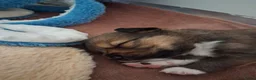 Kruising honden te koop: Te koop mooie pups - Advertentie 12
