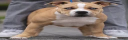 Amerikaanse Bully honden ter dekking: American Bully pocket dekreu  - Advertentie 8