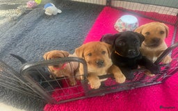Labrador Retriever honden te koop: Stamboom Labrador pup. Nest Aankondiging  - Afbeelding 9