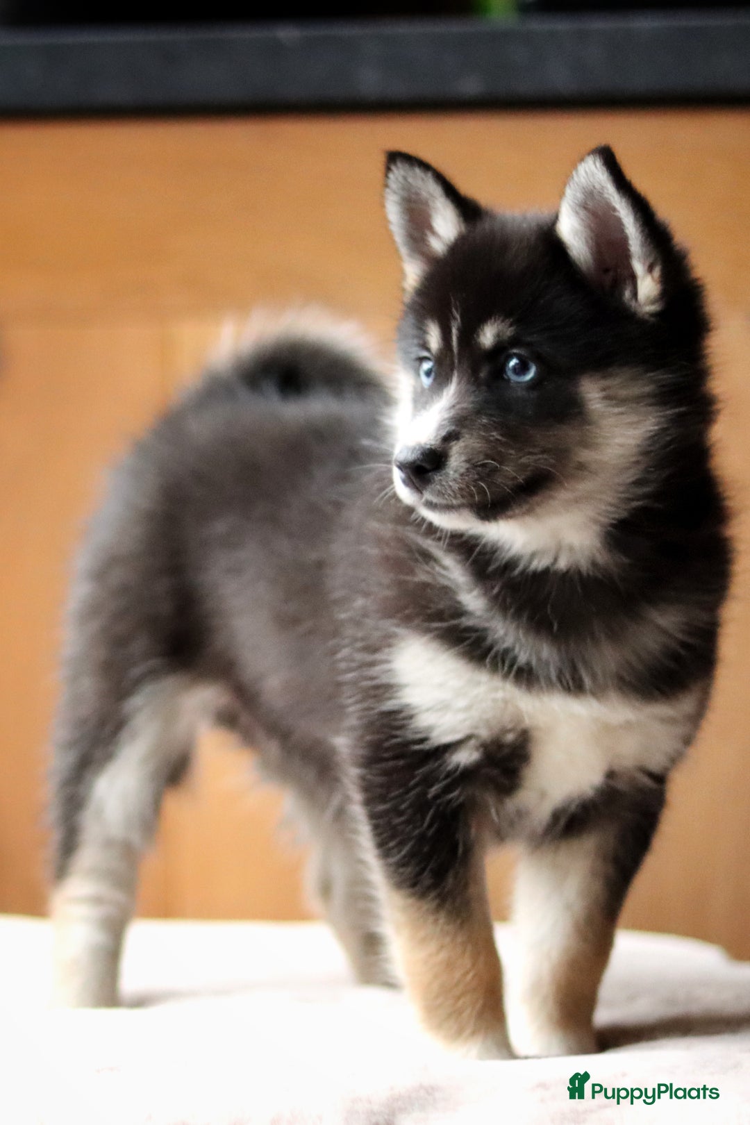 Pomsky honden te koop: Schitterende Pomsky pups  - Advertentie 4
