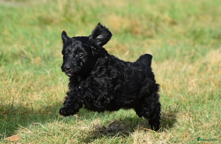 Kruising honden 4 Prachtige zeer sociale Boompoo 3🎀 en 1🧢 - Advertentie 1