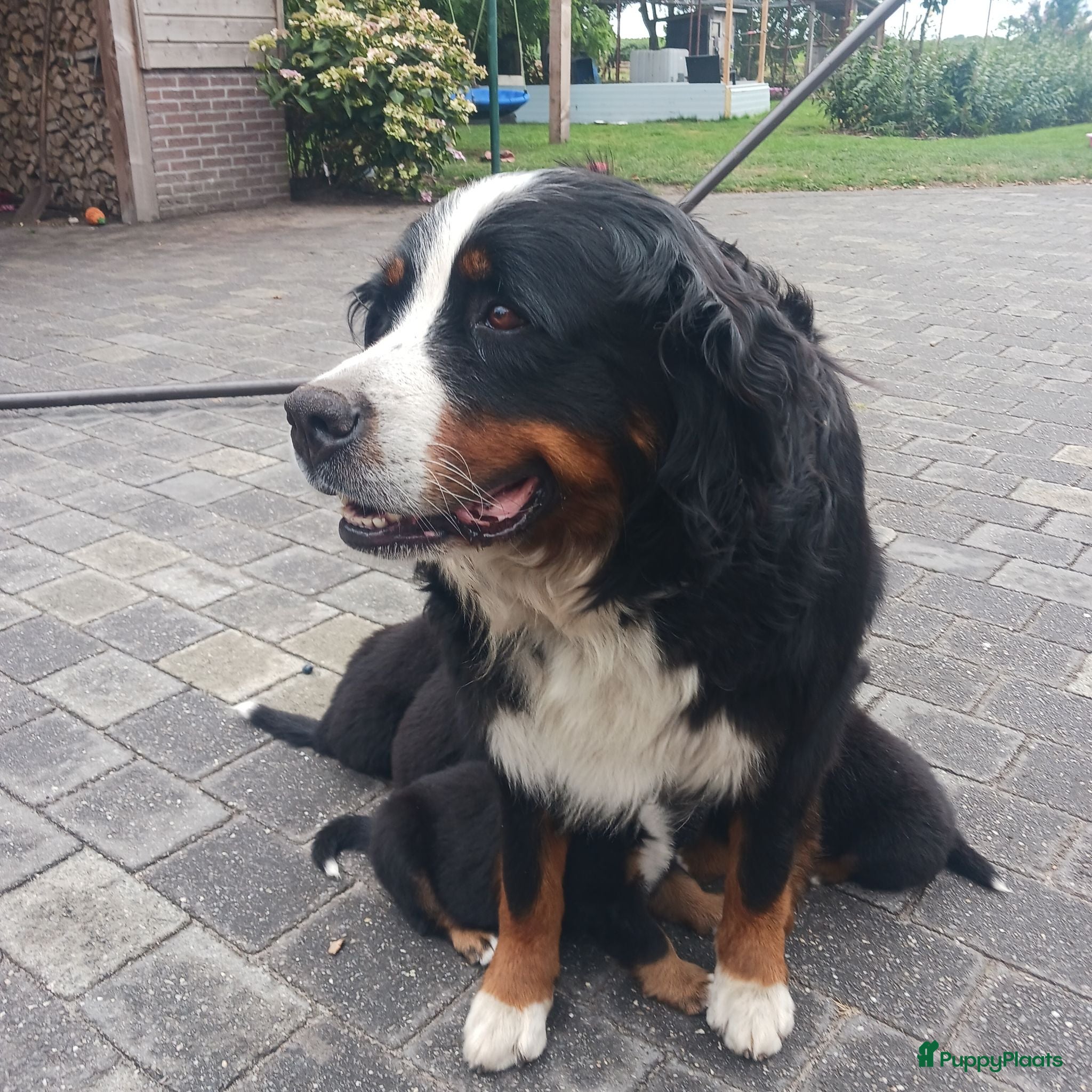 Berner Sennenhond honden Berner Sennen pups  - Advertentie 7