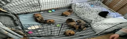 Kruising honden te koop: 4 Prachtige Keeshond/Pomeriaan pups (Oranje-Sabel) in Den Haag - Advertentie 33
