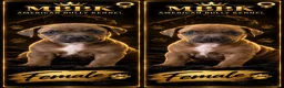 Amerikaanse Bully honden te koop: americanbully xl pup's leesgoed abkc/dbkc stamboom - Advertentie 7