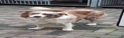 Border Collie honden te koop: Goed thuis gezocht voor Max en Juro - Advertentie 7
