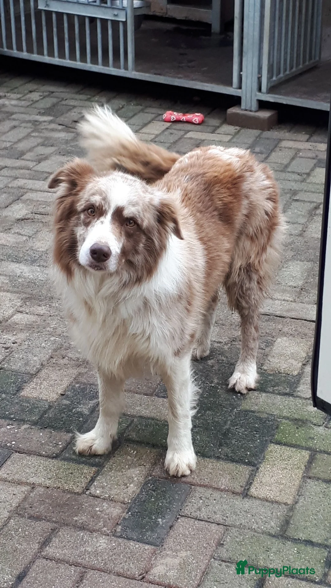 Border Collie honden te koop: Goed thuis gezocht voor Max en Juro - Advertentie 7
