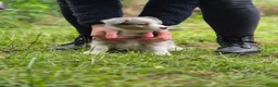 Australian Shepherd honden te koop: Australian sheperd pups - Advertentie 11