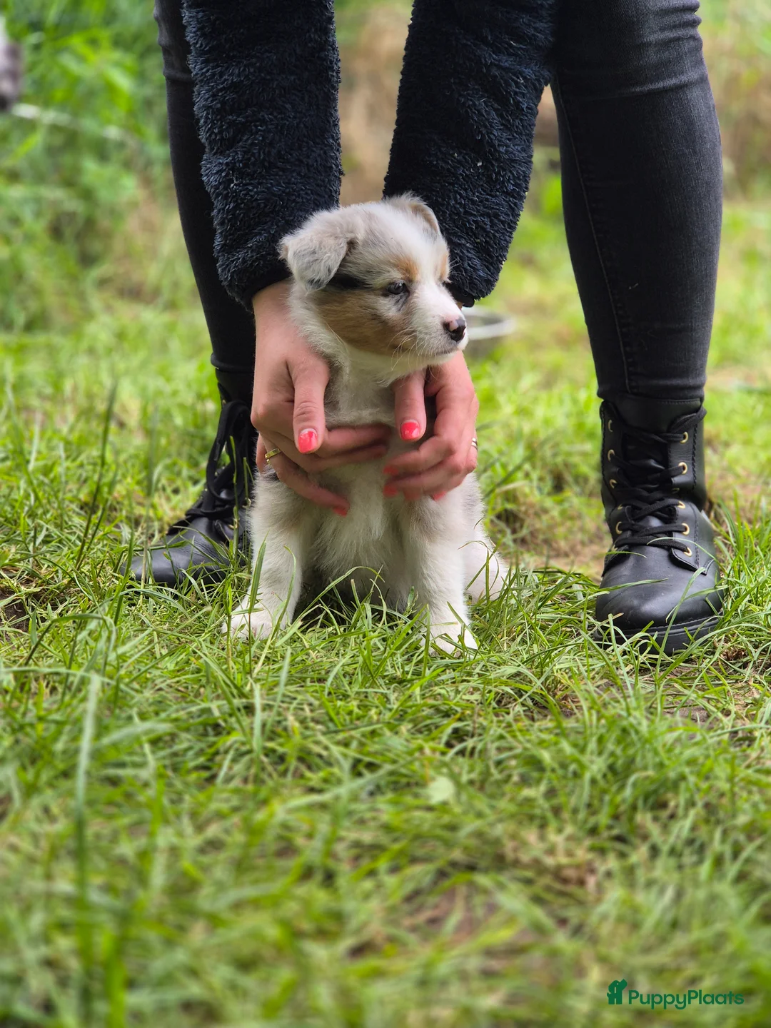 Australian Shepherd honden te koop: Australian sheperd pups - Advertentie 11