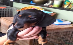 Teckel (korthaar)  honden te koop: Dwerg teckeltjes - Afbeelding 4