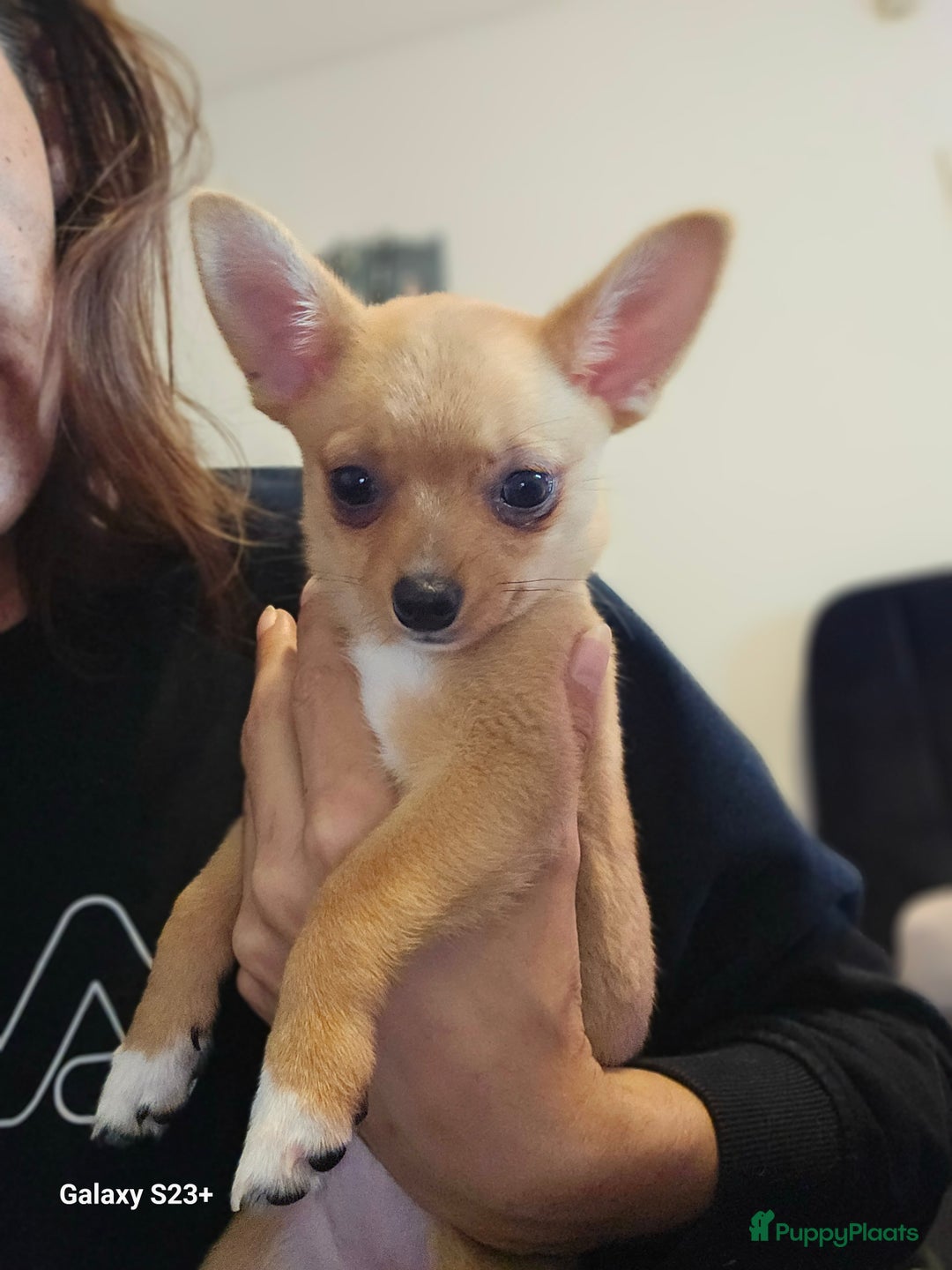 Pomchi honden te koop: Pomchi pup teefje - Afbeelding 4