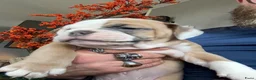 Old English Bulldog honden te koop: Prachtige Bulldog puppies - Advertentie 38