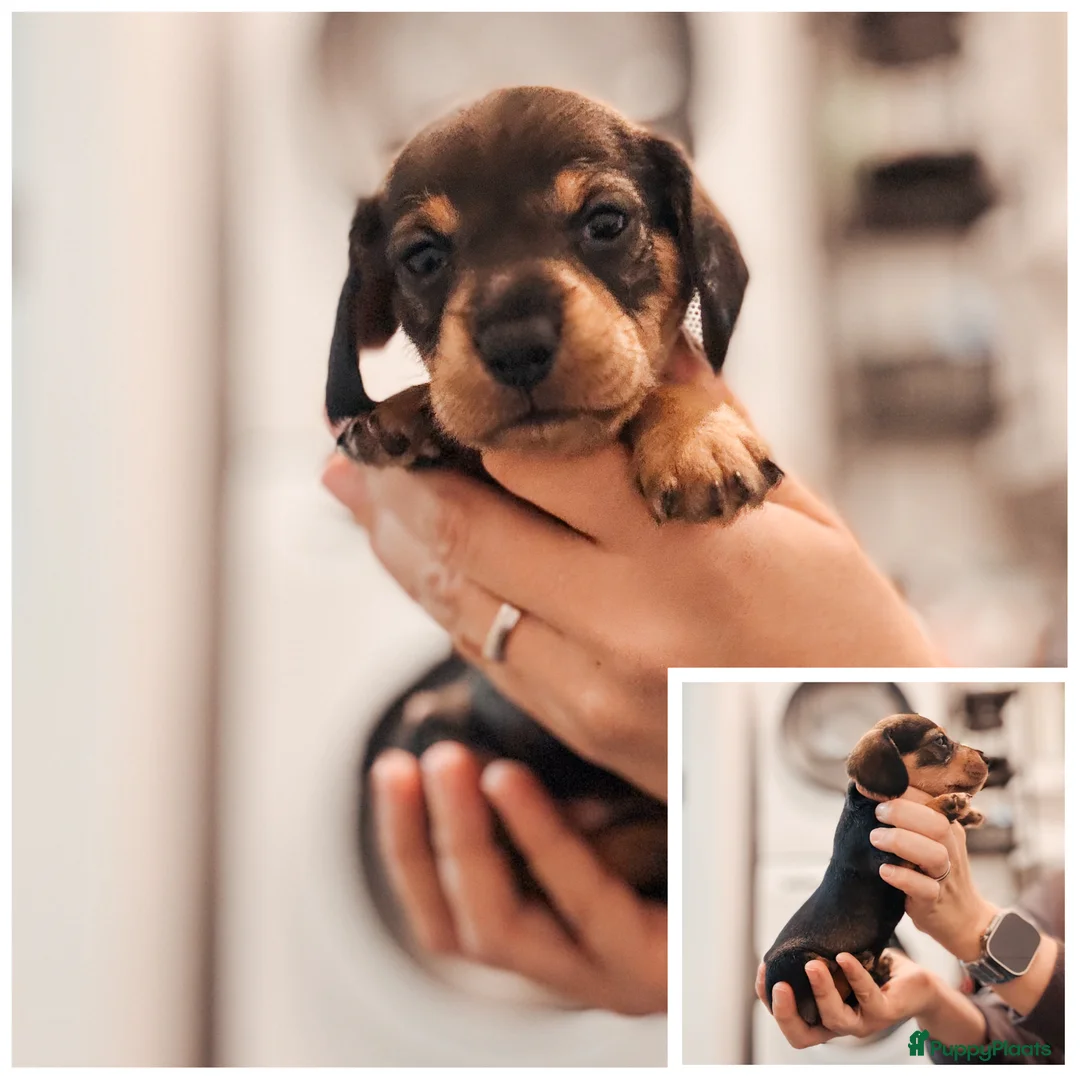 Ruwhaar Teckel honden te koop: Kaninchen/dwerg ruwharige teckeltjes  - Advertentie 3