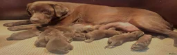 Labrador Retriever honden te koop: Prachtige  bruine labrador puppy met stamboom  - Advertentie 3
