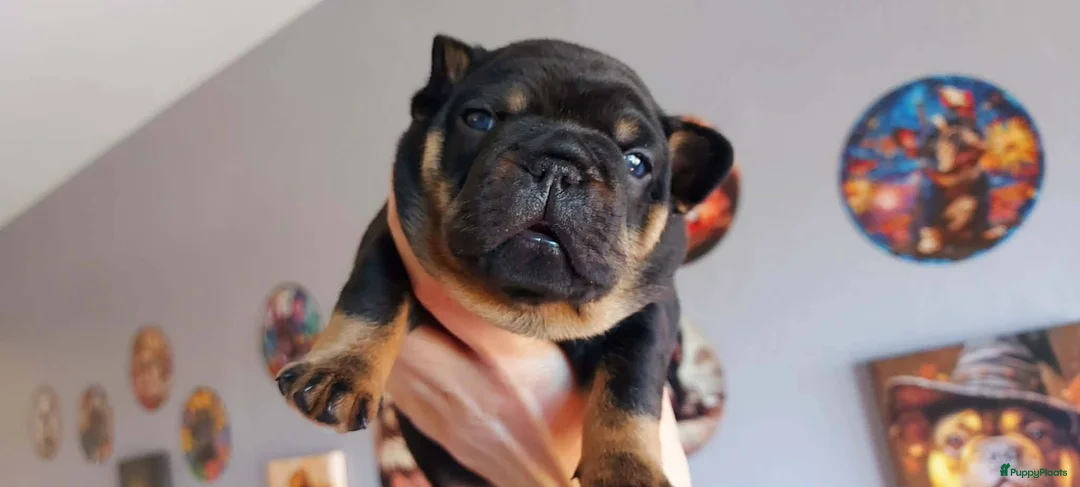 Franse Bulldog honden te koop: Prachtige Franse Bulldog pups met stamboom - Advertentie 8