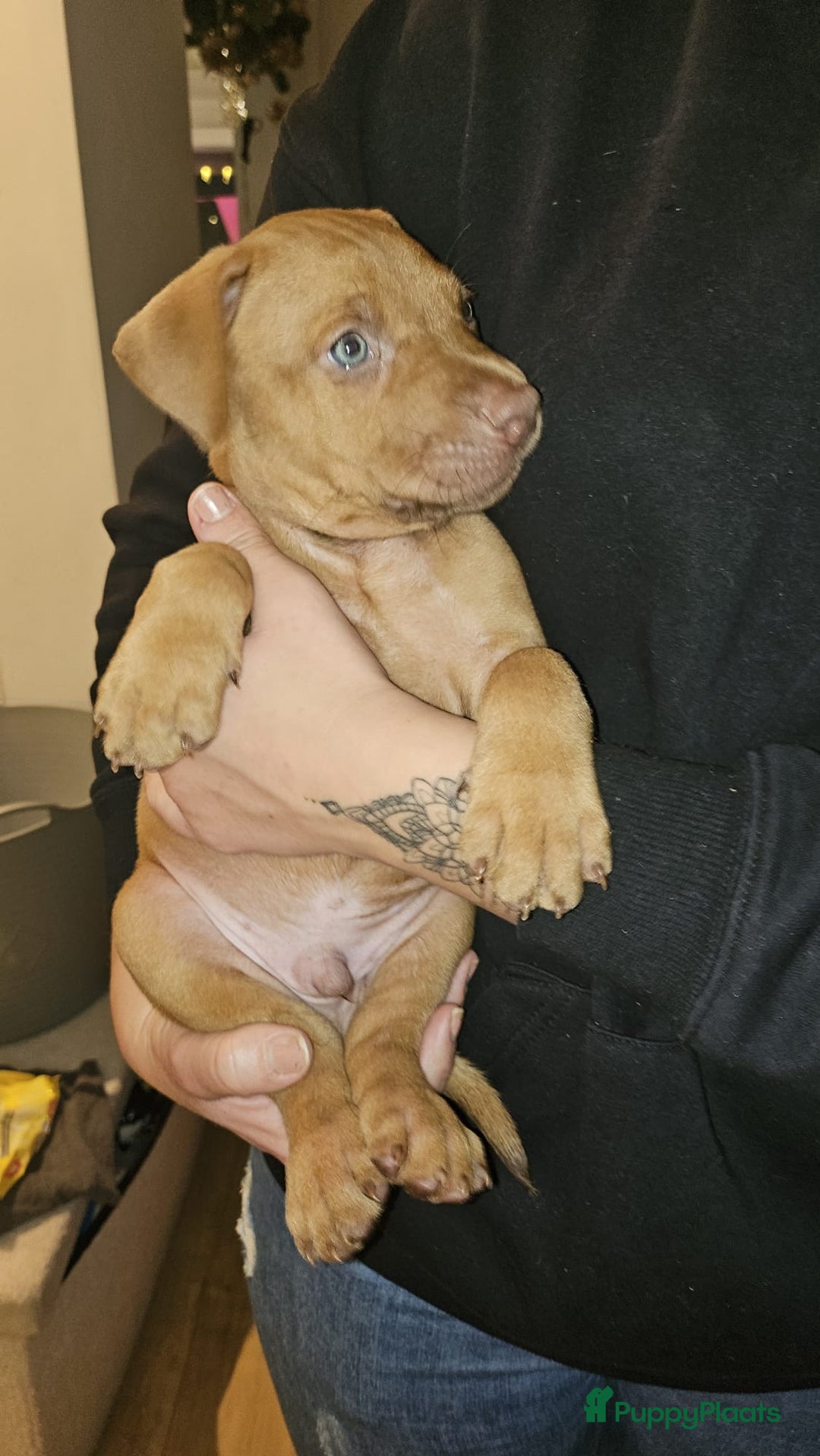 Kruising honden te koop: Prachtige pups te koop – Dobermann x Bully XL 🐾 - Advertentie 1