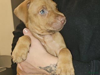 Kruising honden Prachtige pups te koop – Dobermann x Bully XL 🐾 - Advertentie 6