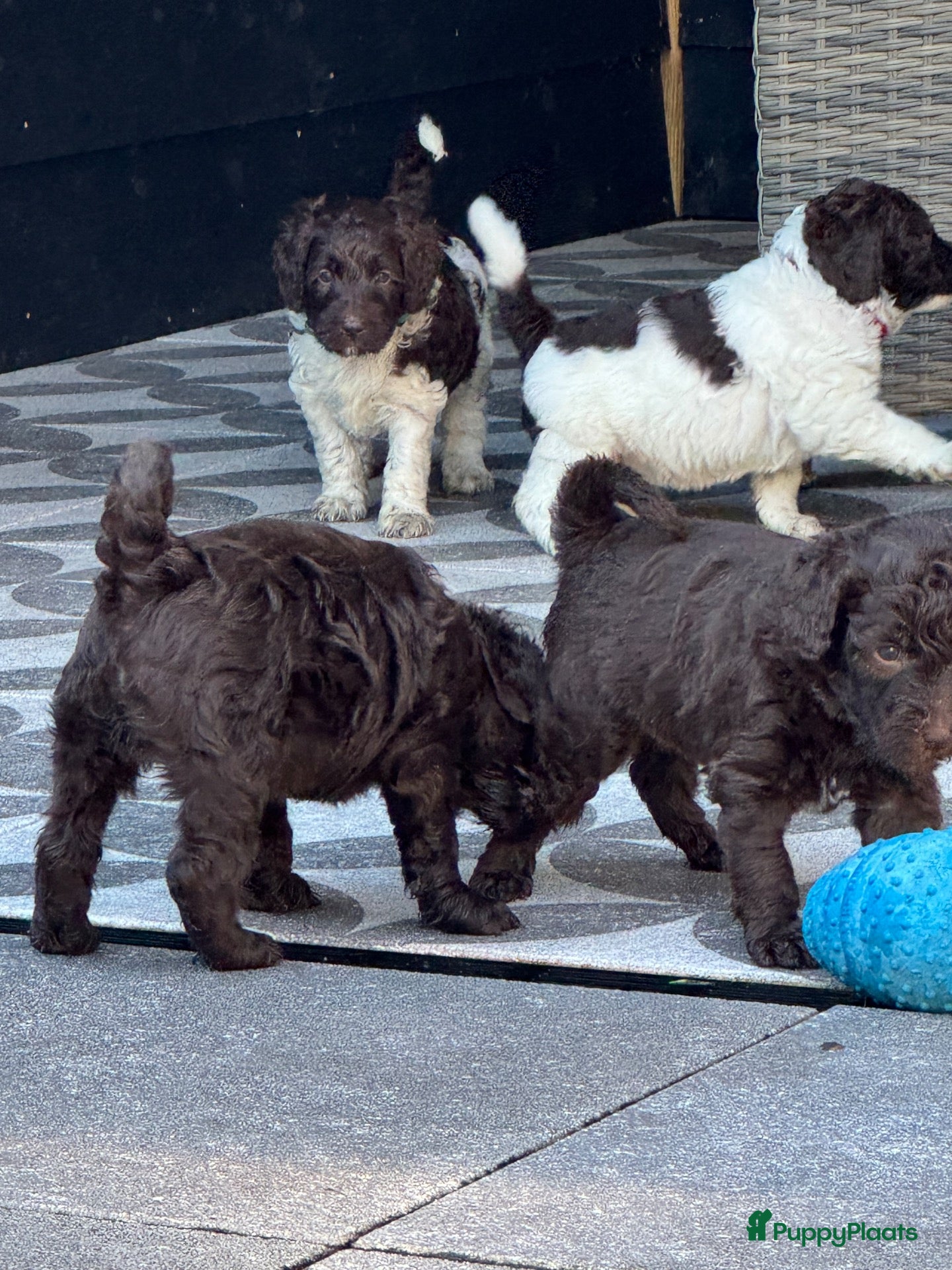 Australian Labradoodle honden Australian labradoodle bruin en bruin / bont! - Advertentie 1