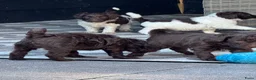 Australian Labradoodle honden te koop: Australian labradoodle bruin en bruin / bont! - Advertentie 1