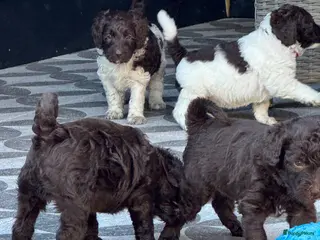 Australian Labradoodle honden Australian labradoodle bruin en bruin / bont! - Advertentie 11